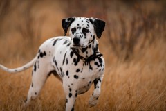 megan-dujardin-FcK5gVoUs6Q-unsplash