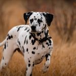 megan-dujardin-FcK5gVoUs6Q-unsplash